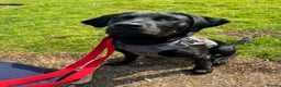 Labrador Retriever dogs for sale: Black lab - Advert 2