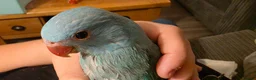 Ringnecks birds for sale: Indian ringneck  - Advert 1
