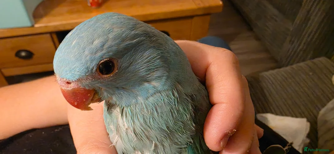 Ringnecks birds for sale: Indian ringneck  - Advert 1