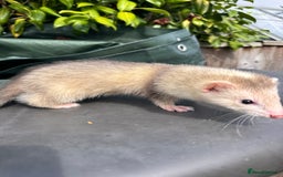 Ferret rodents for sale: Black eyed ferrets  - Image 6