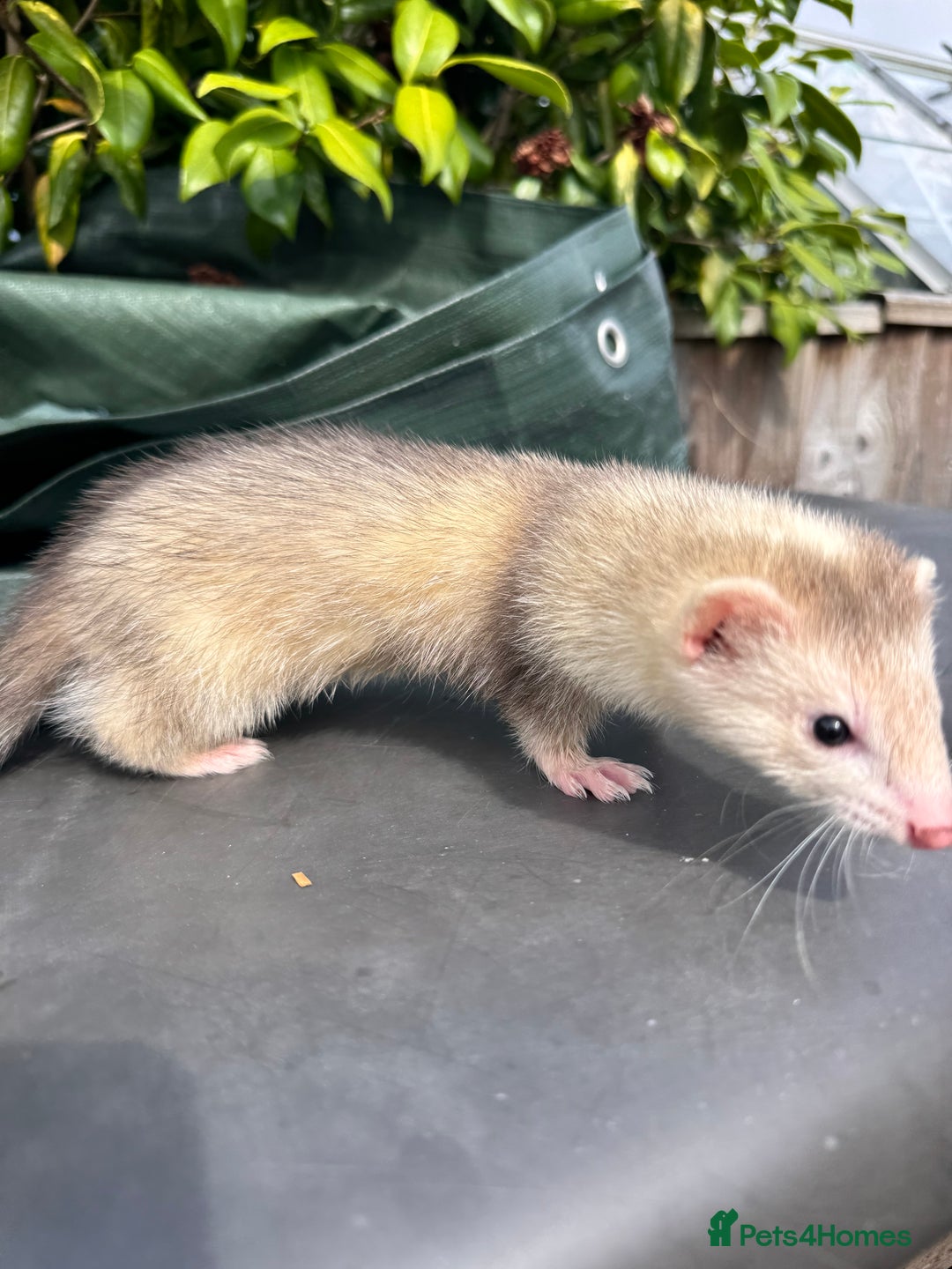 Ferret rodents for sale: Black eyed ferrets  - Image 6