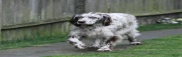 English Setter dogs for adoption: Alfie - Advert 4