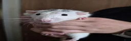 Rat rodents for sale:  4 Rats and large cage setup for sale - Advert 1