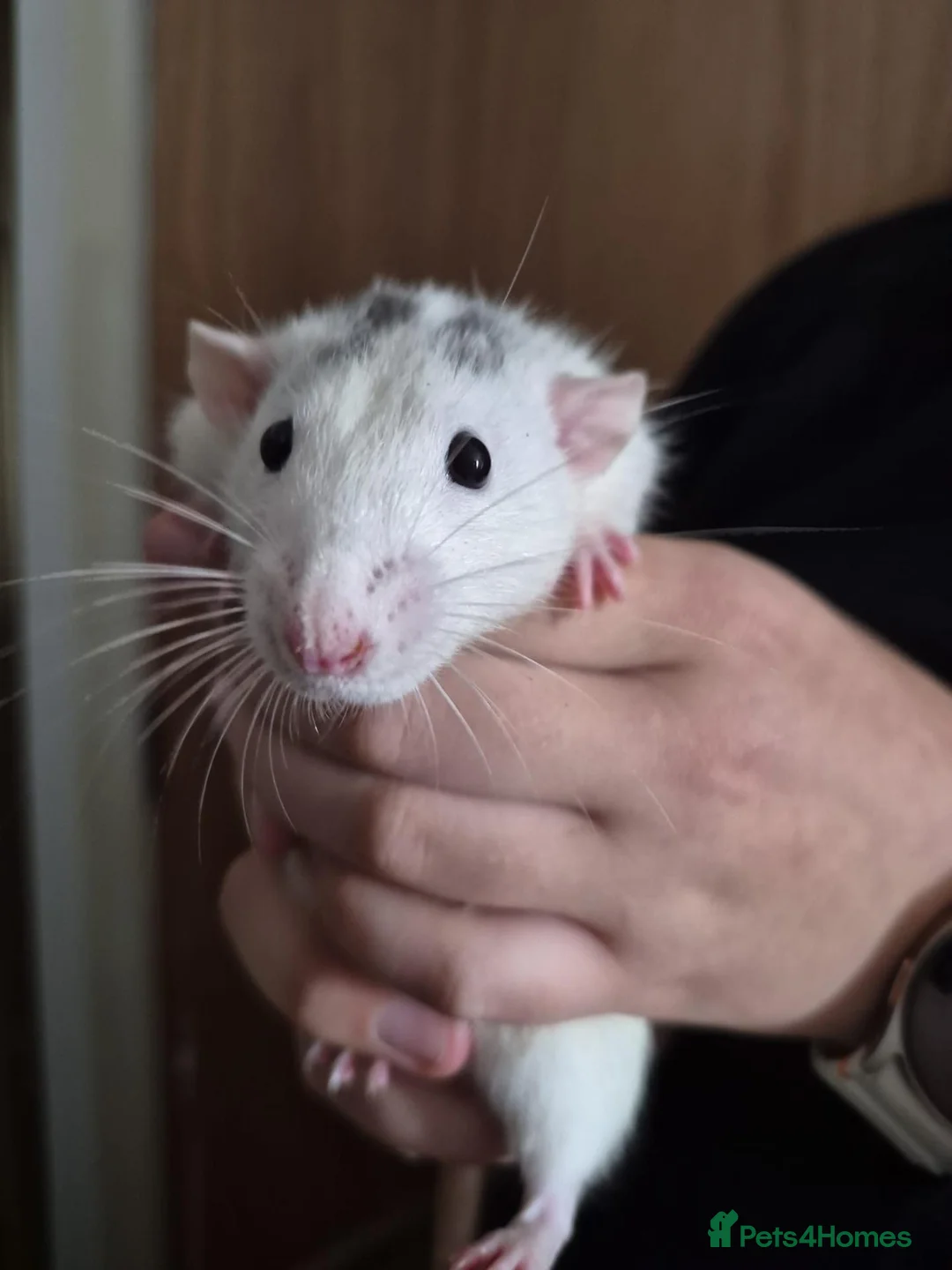 Rat rodents for sale:  4 Rats and large cage setup for sale - Advert 1