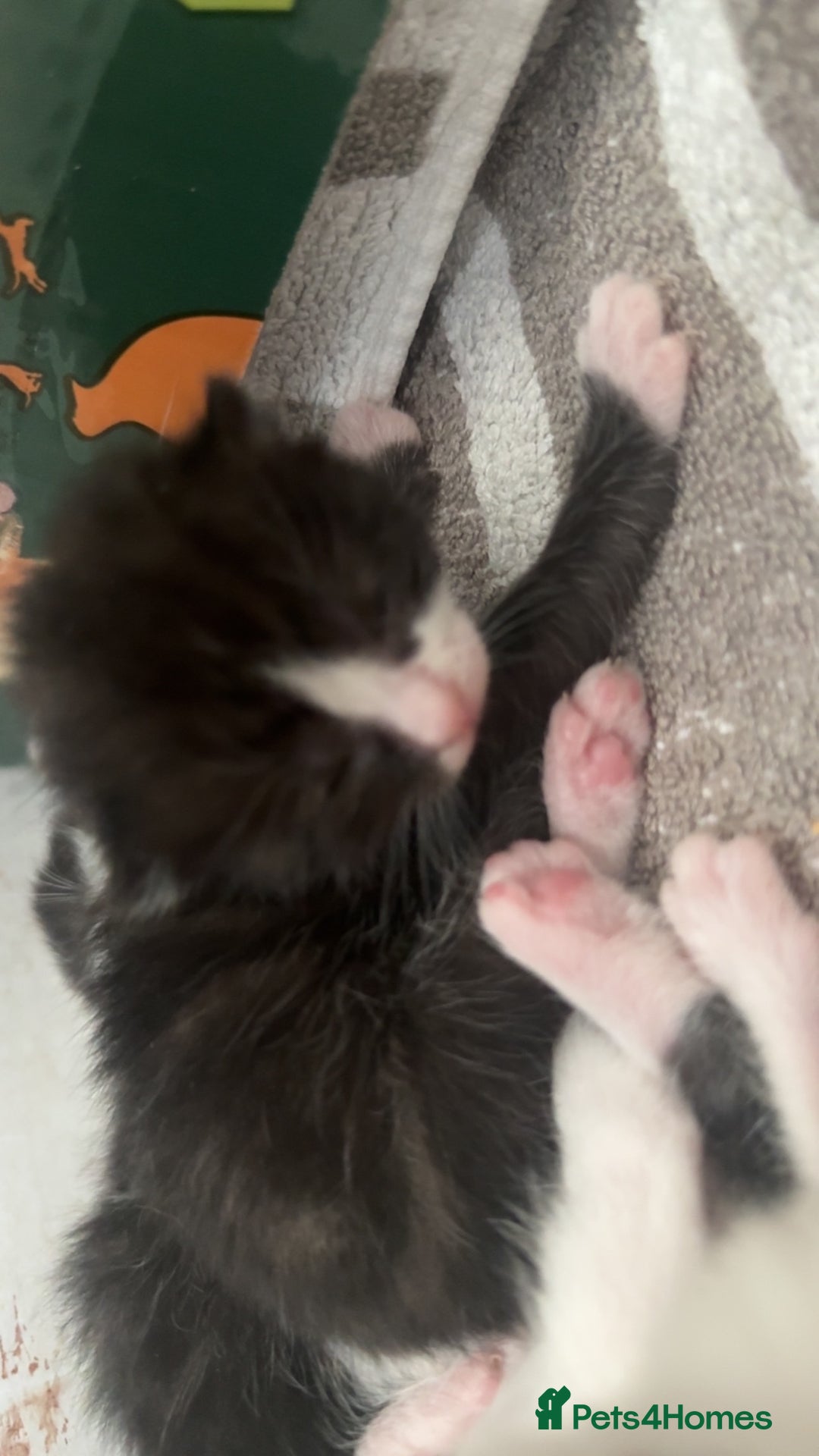 Mixed Breed cats for sale: Kittens for sale:) - Image 2