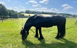 Fell horses for sale: Companion Home Wanted – 13yo Fell Pony Gelding - Image 4