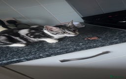 Maine Coon cats for sale: Maine coon cross - Image 2