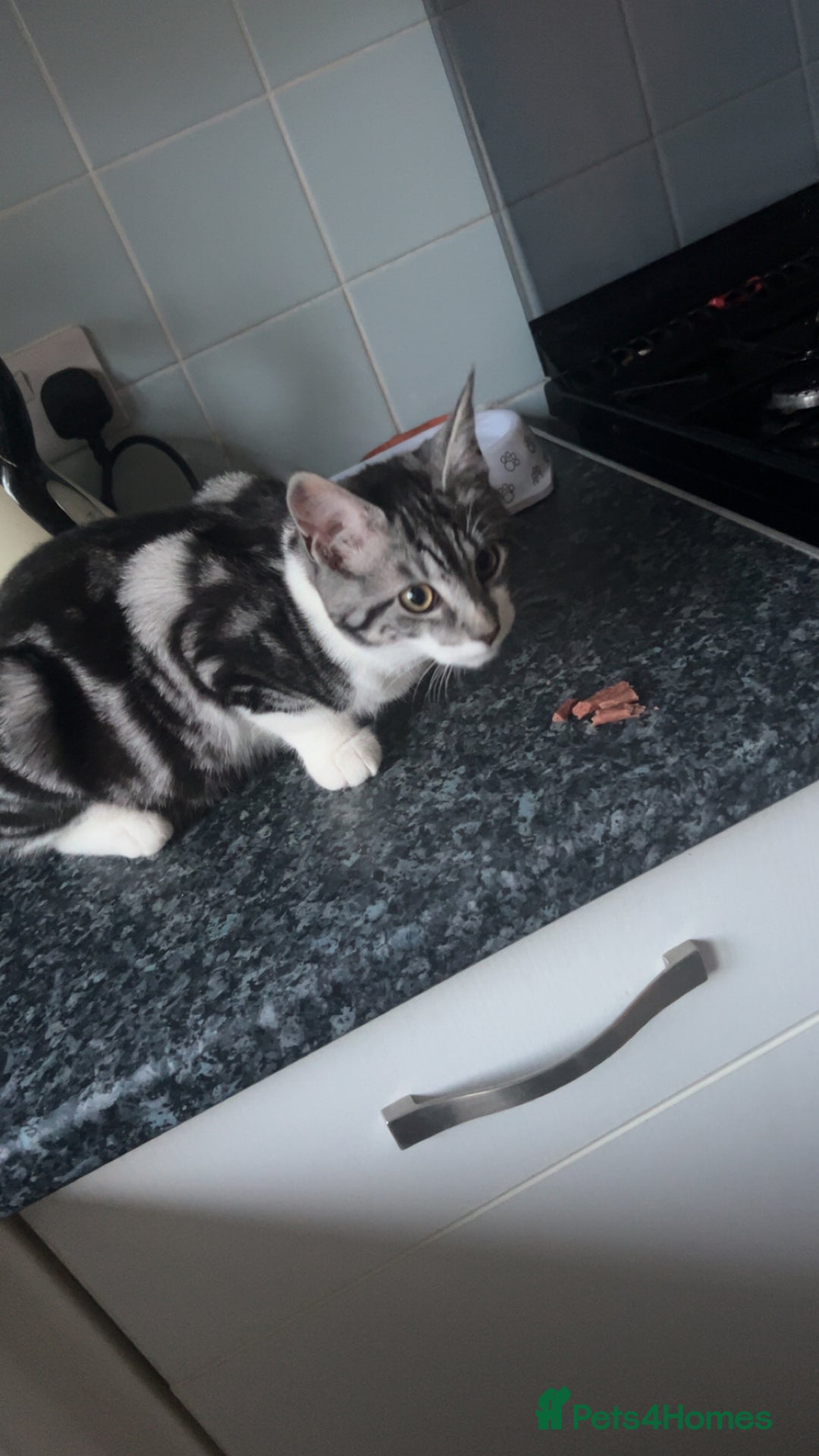Maine Coon cats for sale: Maine coon cross - Image 2