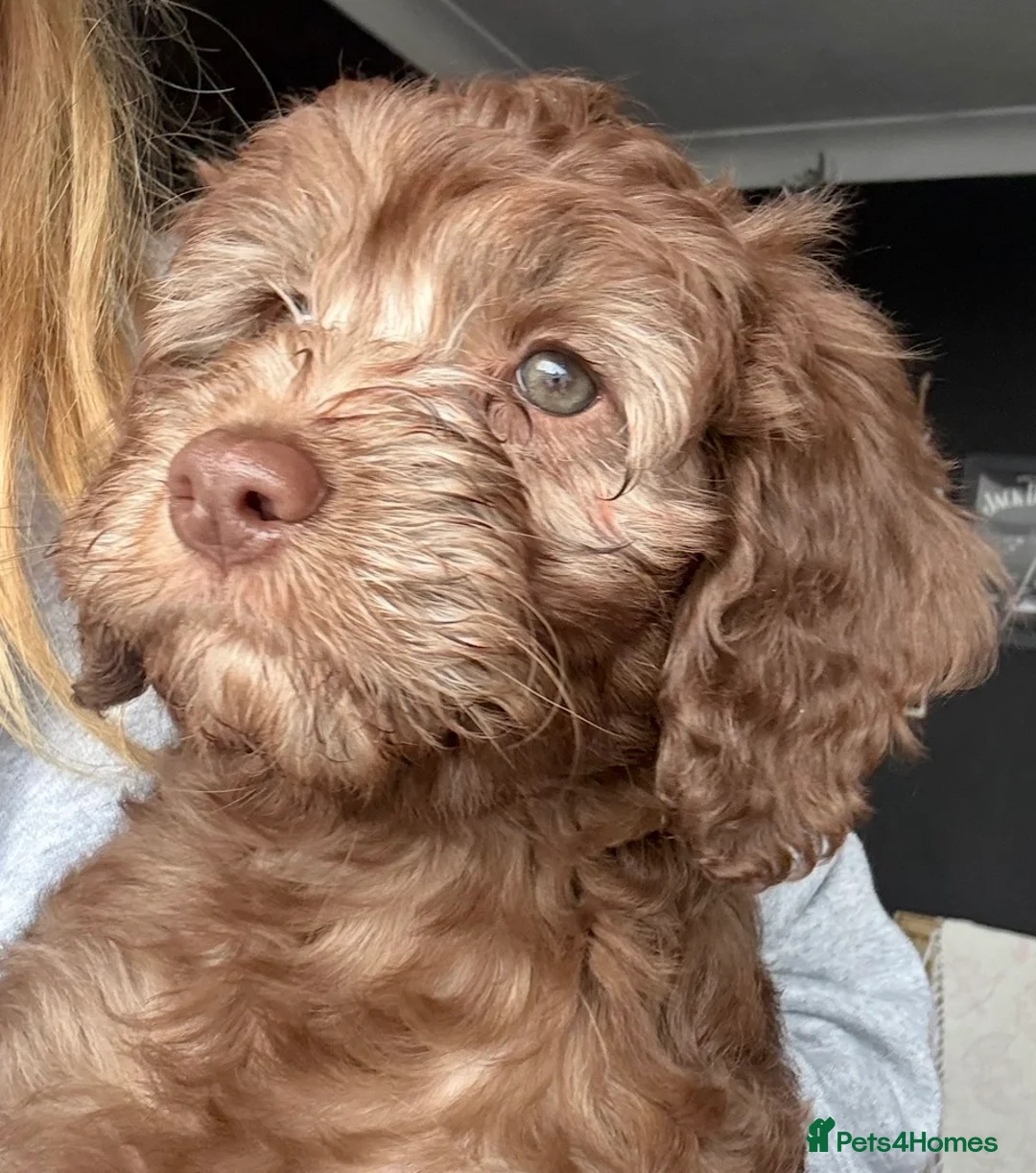 Cockapoo dogs for sale: Chocolate/Silver beige Multigen puppies - Advert 2