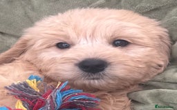 Goldendoodle dogs for sale: Healthy waggy happy puppies  - Image 6