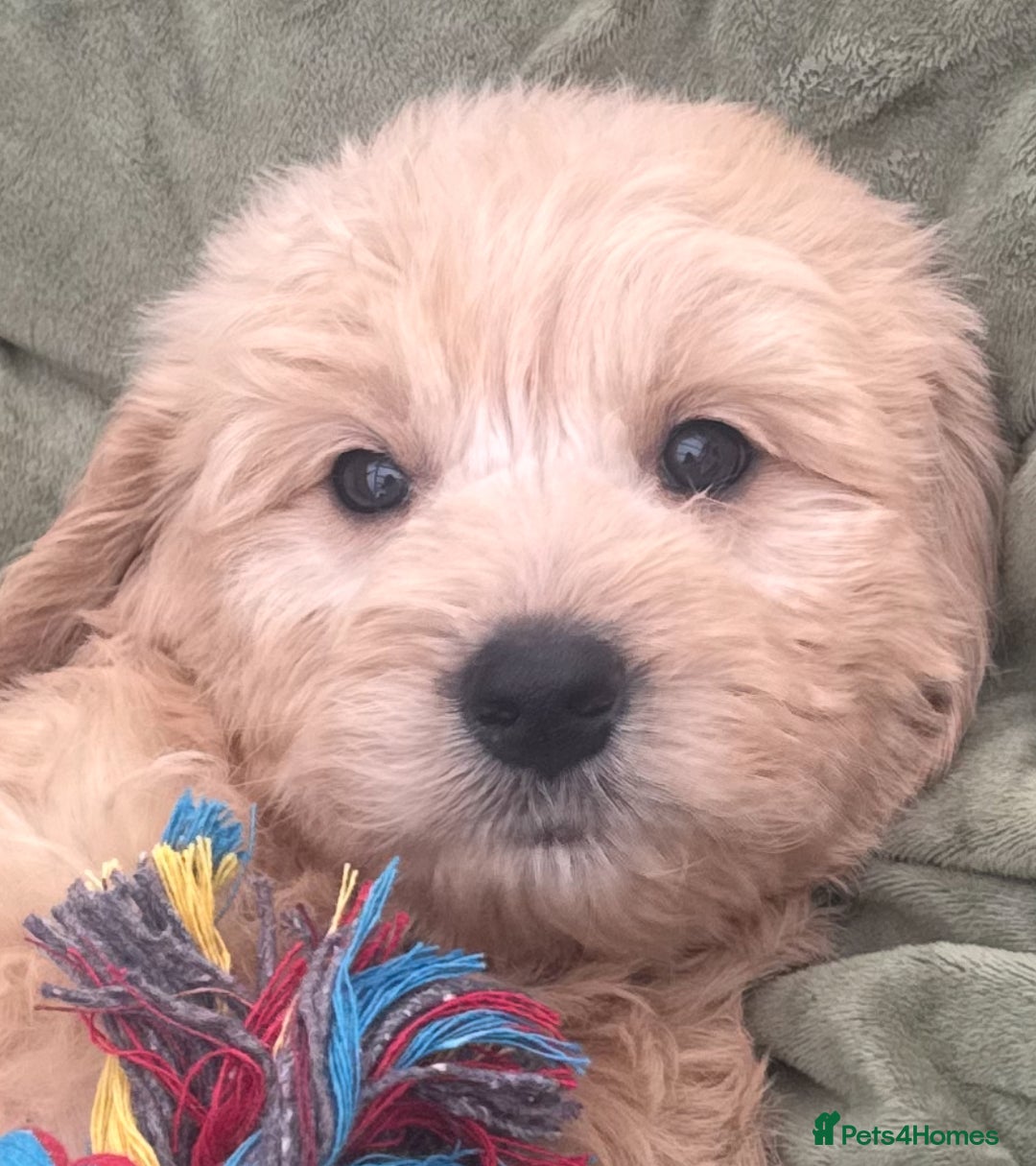 Goldendoodle dogs for sale: Healthy waggy happy puppies  - Image 6
