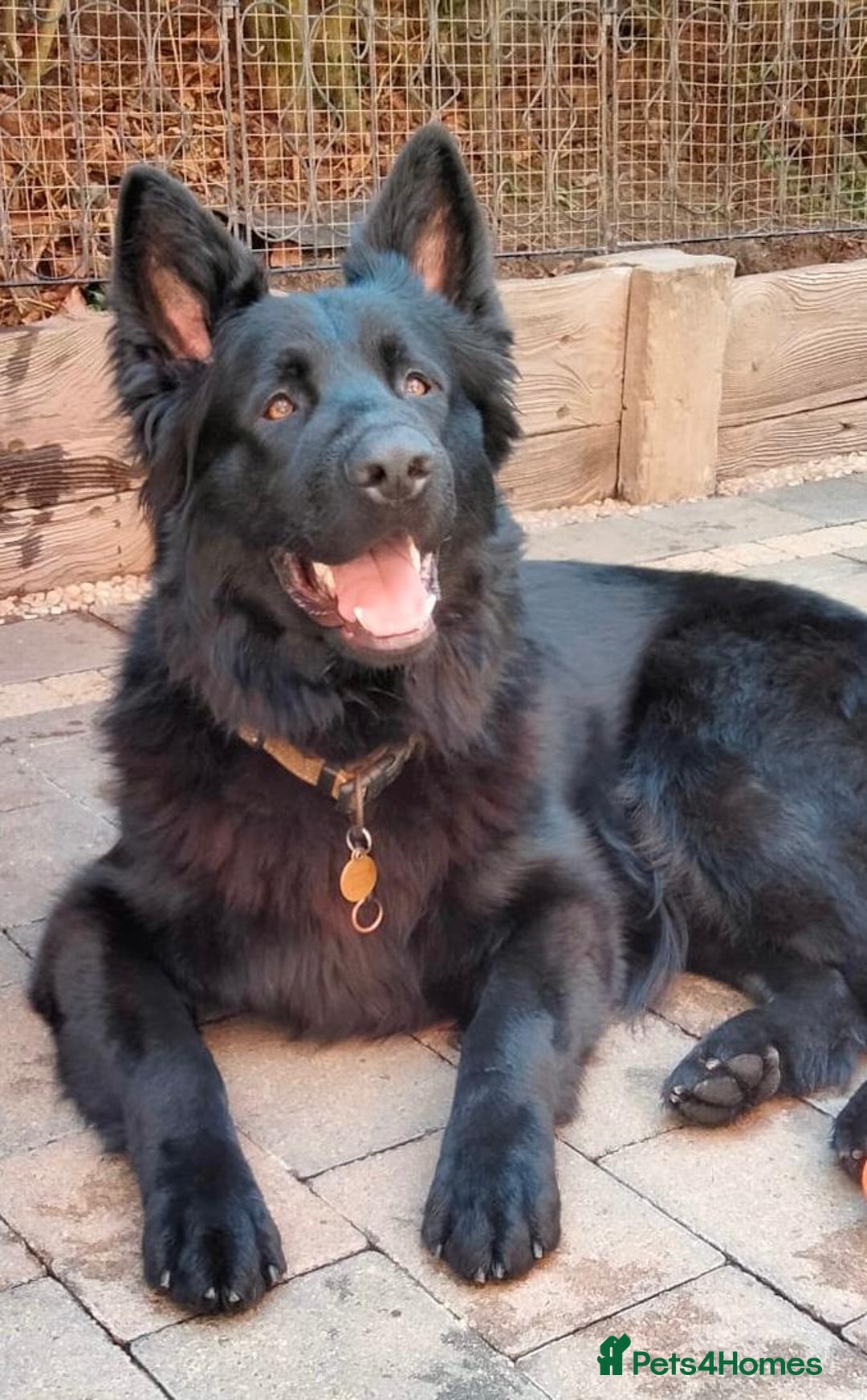 German Shepherd dogs for sale: Rockforce Long Haired German Shepherd Puppies - Advert 13