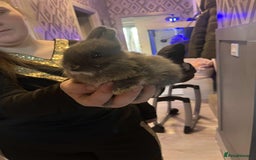 Netherland Dwarf rabbits for sale: Netherland dawlf - Image 5