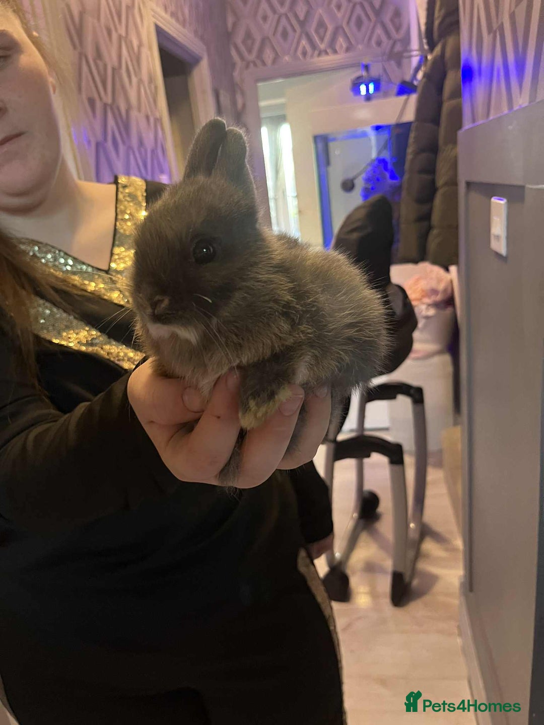 Netherland Dwarf rabbits for sale: Netherland dawlf - Image 5