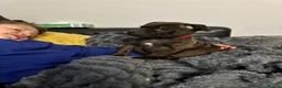 Staffordshire Bull Terrier dogs for sale: **KC reg*22 Champions* staffy pups - Advert 1