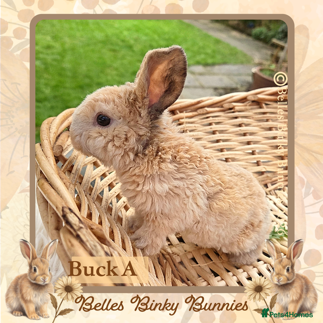 Mini Lop rabbits for sale: 🧡 Rare Stunning Plush Mini Lops 🧡 - Advert 10