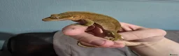 Gecko reptiles for sale: Free Crested Gecko Seeking Loving Forever Home - Advert 4
