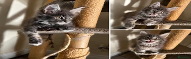 Mystic