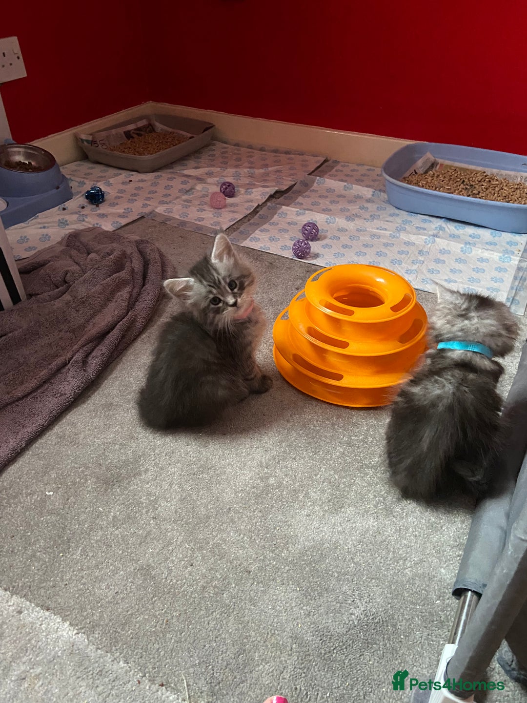 Maine Coon cats for sale: Ready Now Maine Coon kittens - Image 34