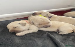Golden Retriever dogs for sale: Fluffy Cream & Gold Golden Retriever Puppies - Image 4