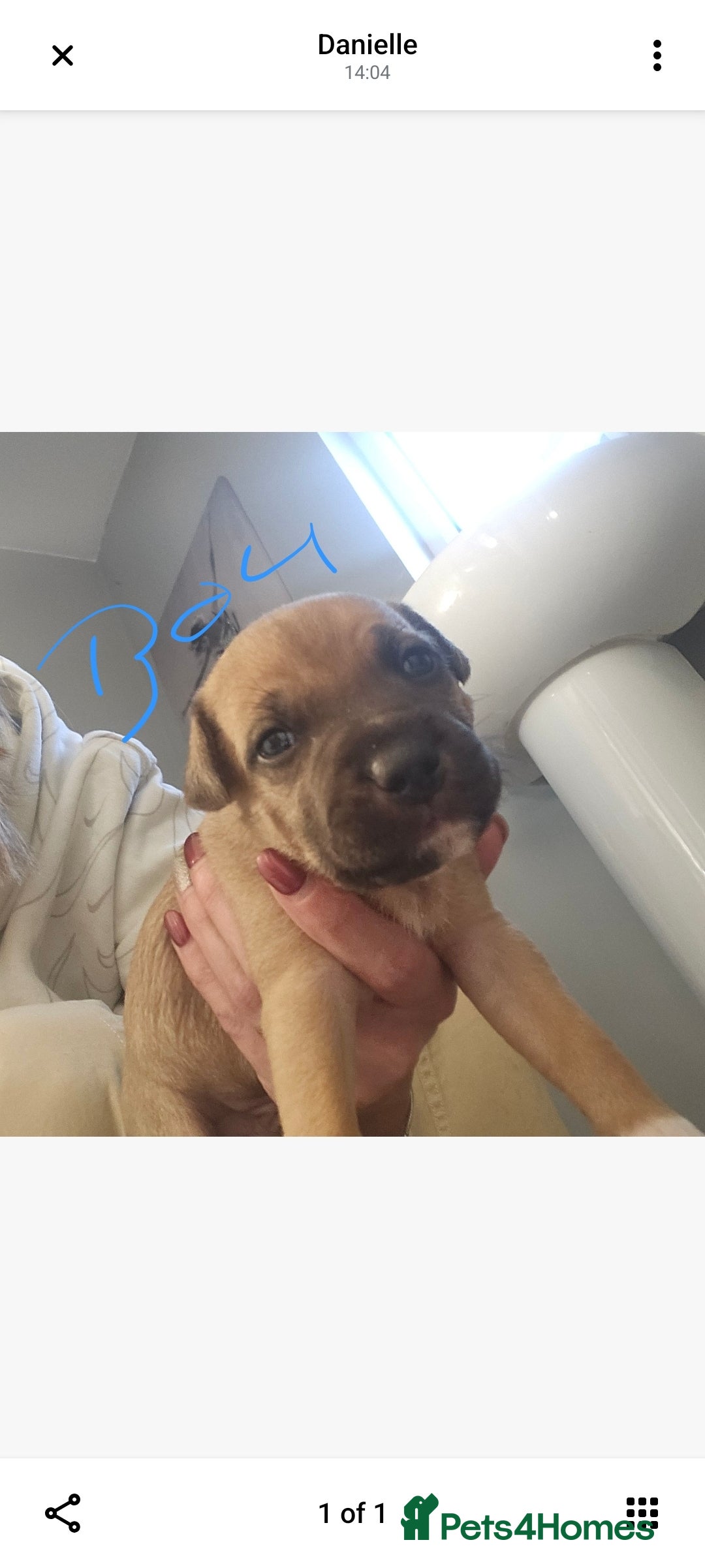 Staffordshire Bull Terrier dogs for sale: Staffy puppies - Advert 7