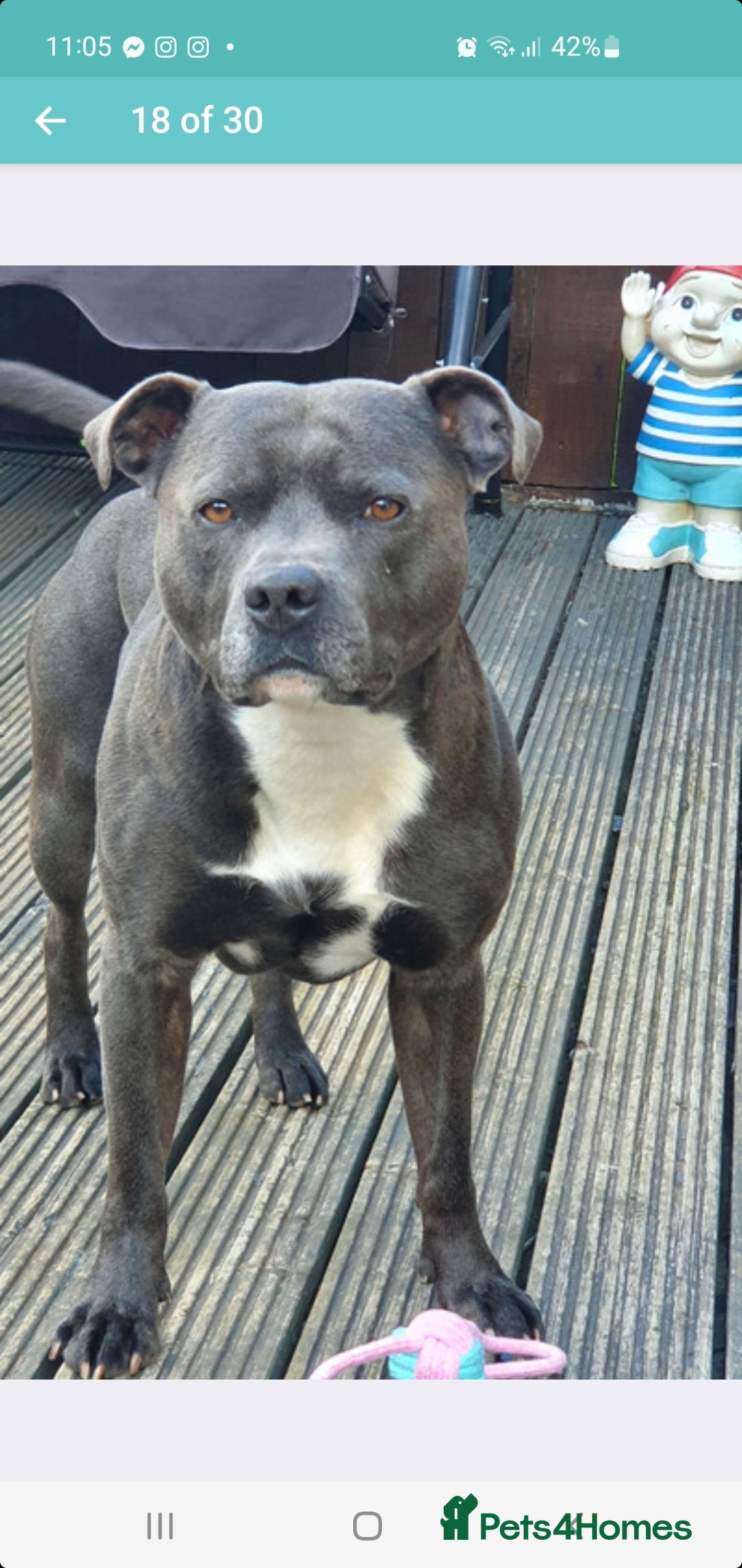 Staffordshire Bull Terrier dogs for stud: *PROVEN stud* Blue Staffordshire bull terrier in Middlesbrough - Advert 11