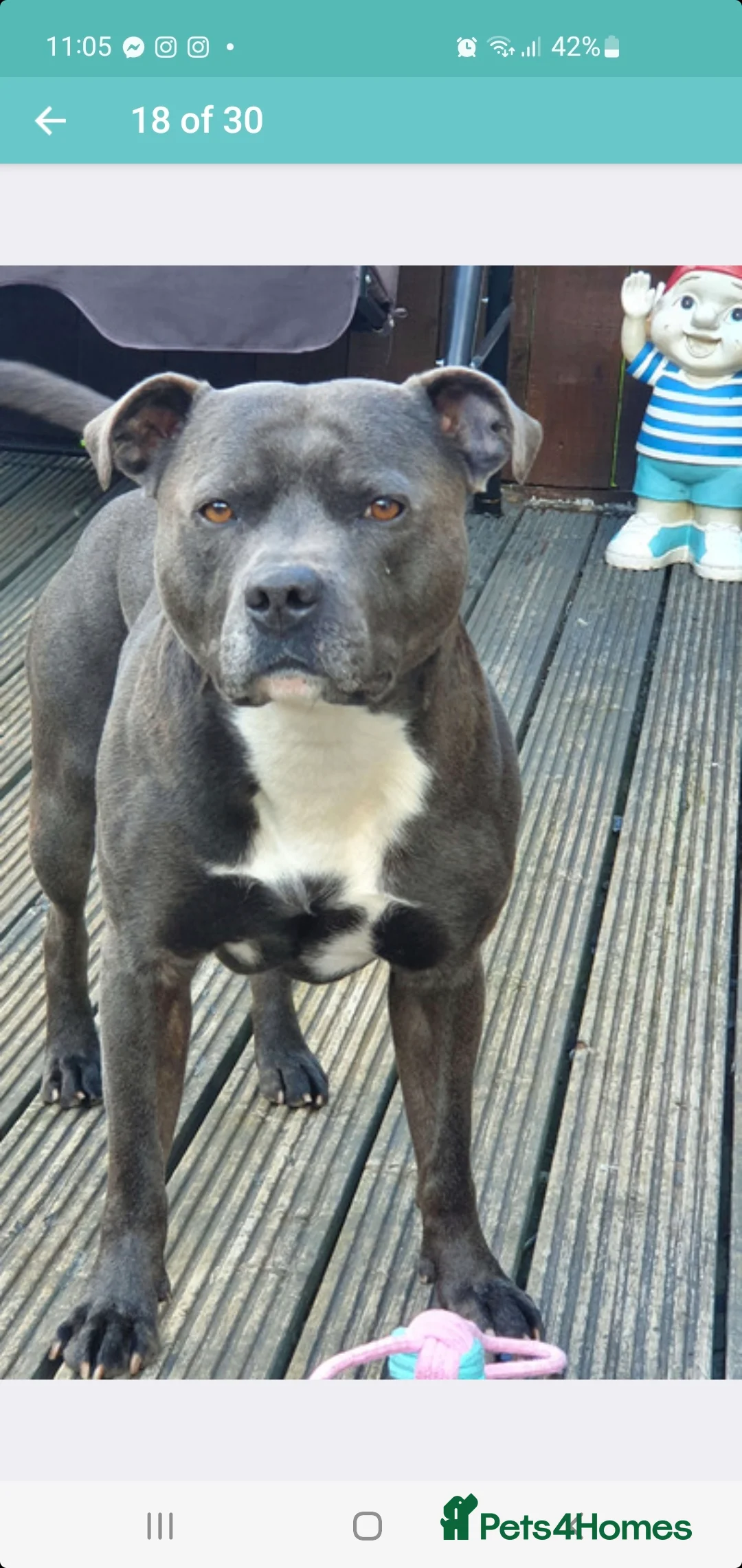 Staffordshire Bull Terrier dogs for stud: *PROVEN stud* Blue Staffordshire bull terrier in Middlesbrough - Advert 11