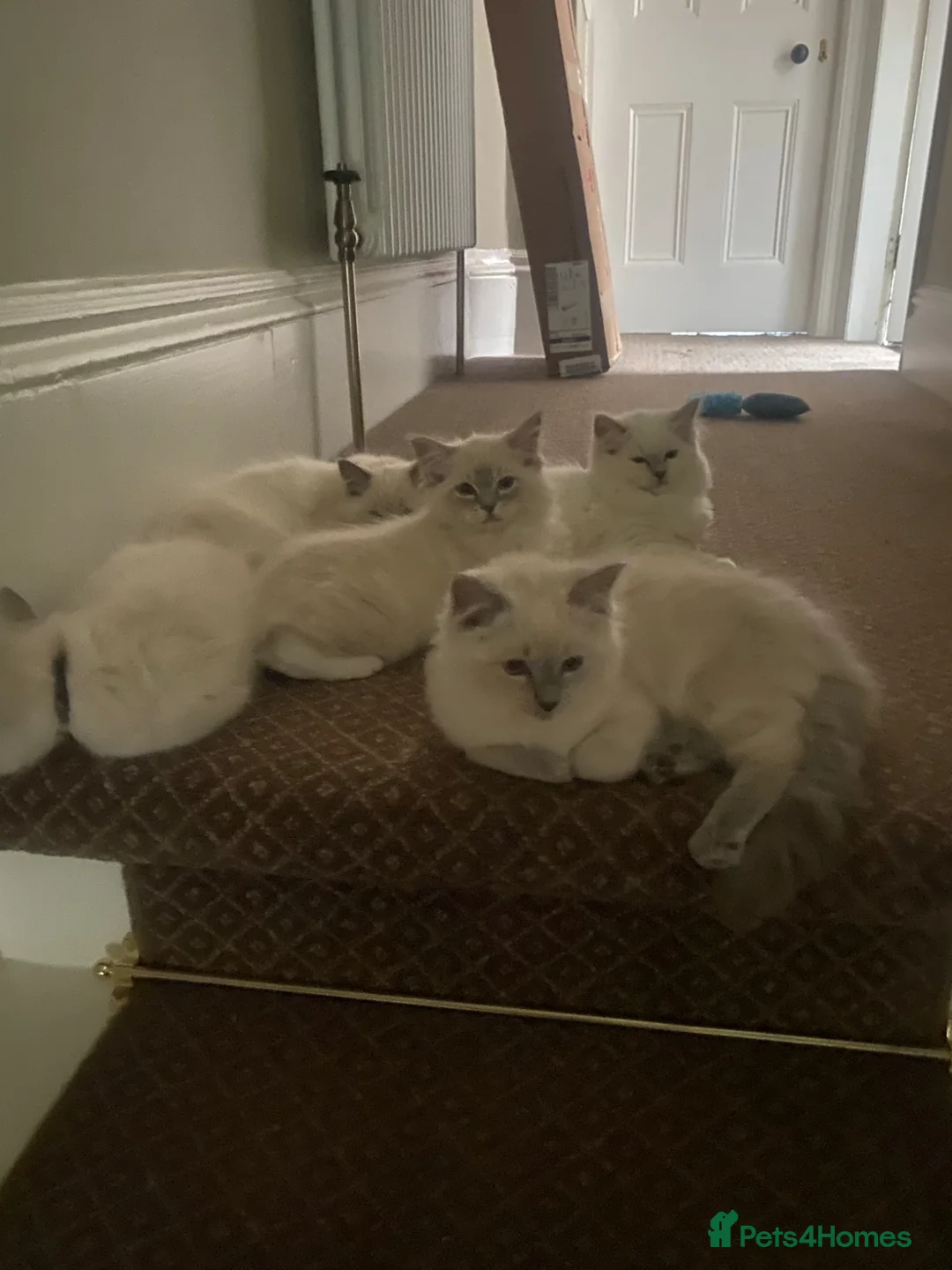 Ragdoll cats for sale: Gccf registered ragdoll kittens  - Advert 2