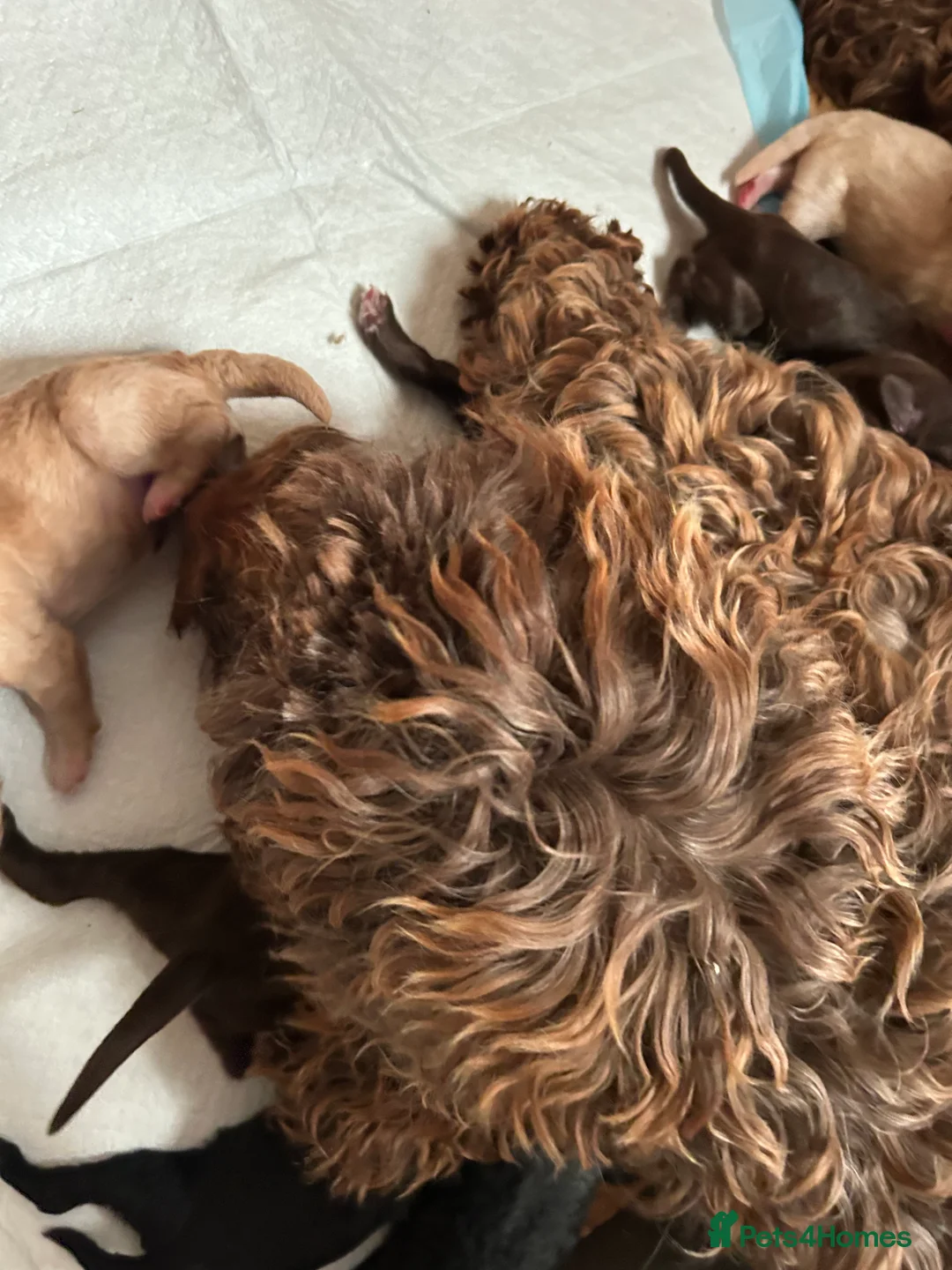 Cockapoo dogs for sale: Cockerpoo puppies  - Advert 16