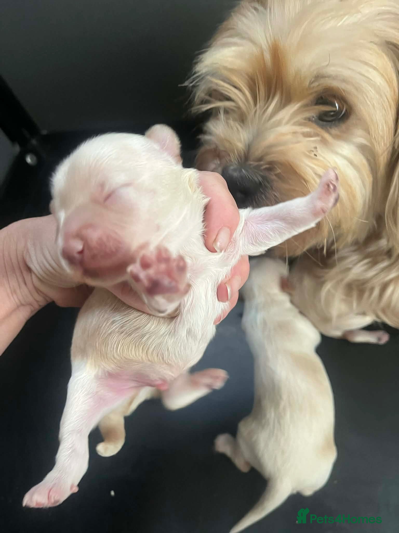Yorkiepoo dogs Beautiful Yorkie-poo puppies  - Advert 1