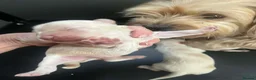 Yorkiepoo dogs for sale: Beautiful Yorkie-poo puppies  - Advert 3