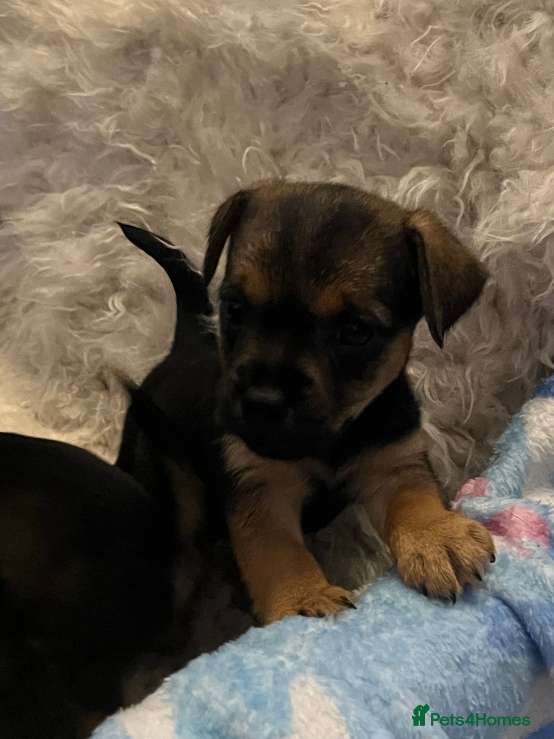 Mixed Breed dogs for sale: Stunning jack x borders ❤️❤️❤️ - Advert 6