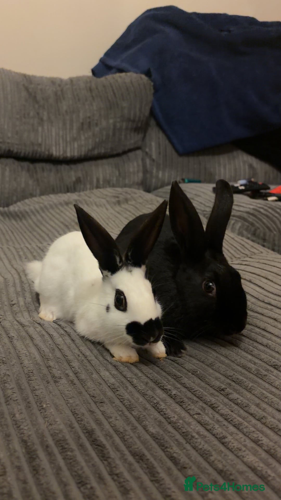 English rabbits for sale: 2 Male rescued rabbits  - Advert 4
