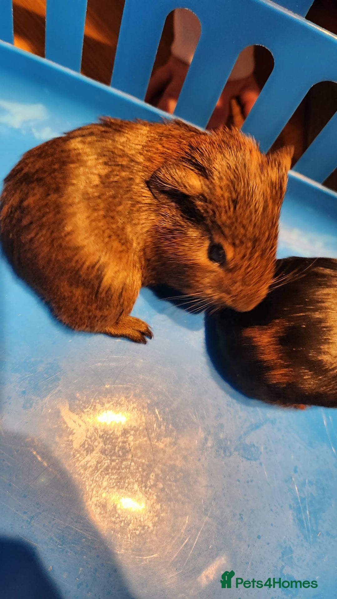 Guinea Pig rodents for sale: Baby Guniea pigs for sale - Advert 10