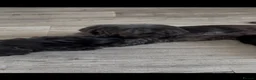Shih Tzu dogs for sale: Shihtzus puppies in Sheffield - Advert 14