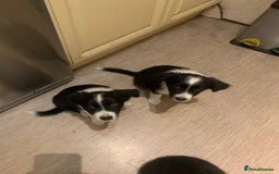 Border Collie dogs for sale: Border Collie Puppies - Image 9