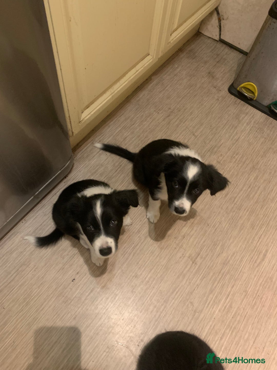 Border Collie dogs for sale: Border Collie Puppies - Image 9