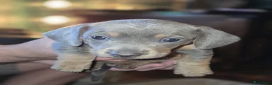 Dachshund 3