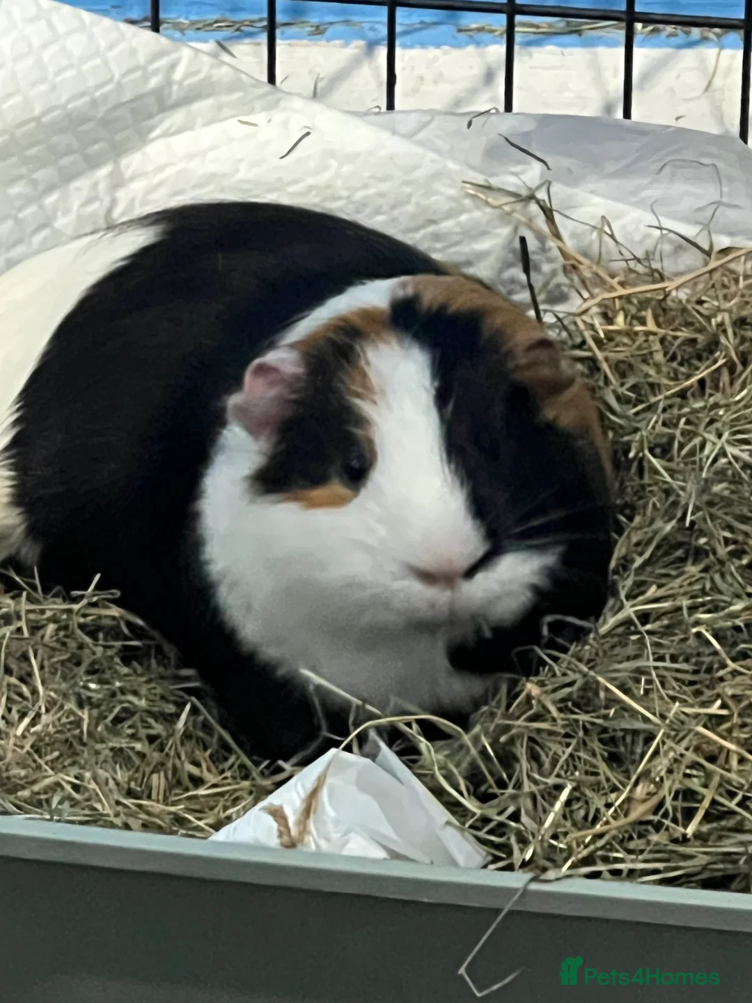 Guinea Pig rodents for sale: Two male guinea pigs  in Manchester - Advert 1