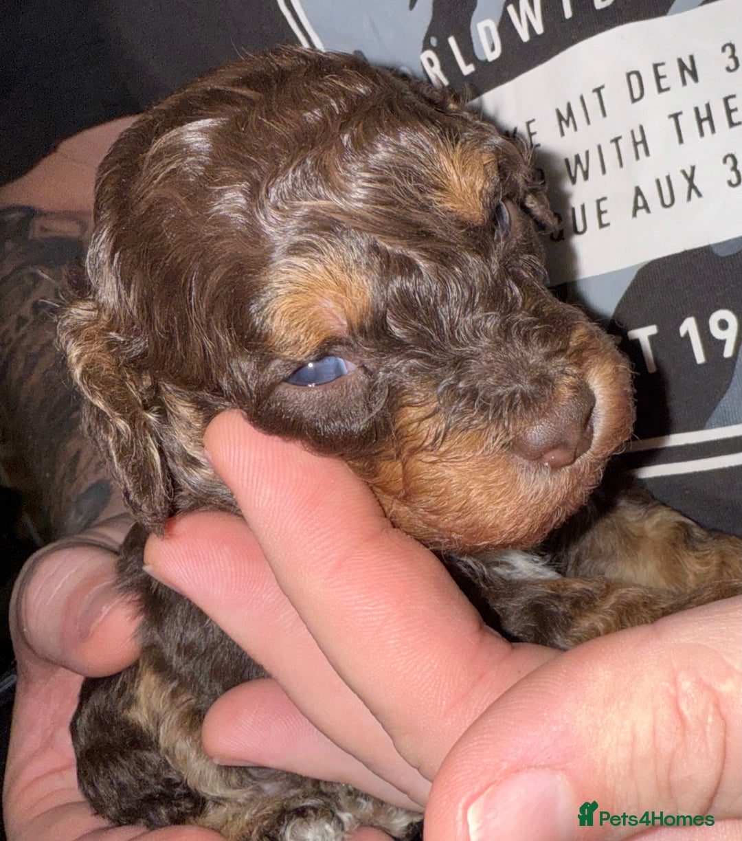 Toy Poodle dogs for sale: Brown phantom Kc toy poodles - Advert 4