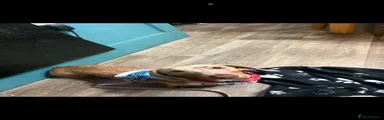 Miniature Dachshund 2