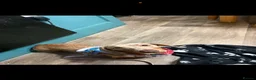 Miniature Dachshund dogs for sale: 2 dashunds  - Advert 4
