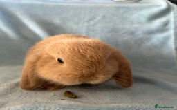 Mini Lop rabbits for sale: Pure Breed Mini Lop baby bunnies ready 1st Aug - Image 8