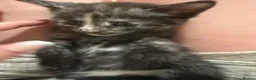 Mixed Breed cats for sale: Kittens for sale in Ashford - Advert 7