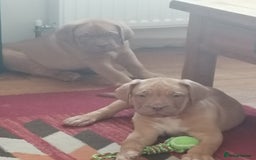 Dogue De Bordeaux dogs for sale: Gorgeous DOUGUE Babies - Image 25