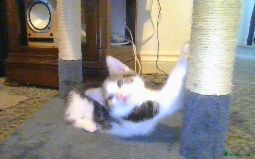 British Longhair cats for sale: 4 Beautiful Kitties Ready - Image 5
