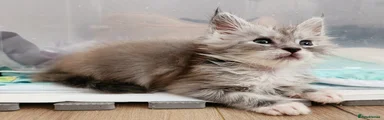 Maine Coon Kitten 1
