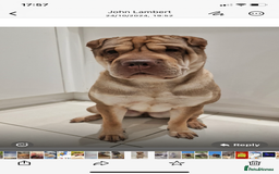 Shar Pei dogs for sale: Shar pei puppies - Image 6