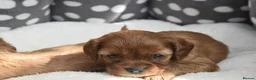 Cavapoo dogs for sale: Health Tested Cavapoo Puppies  - Advert 5