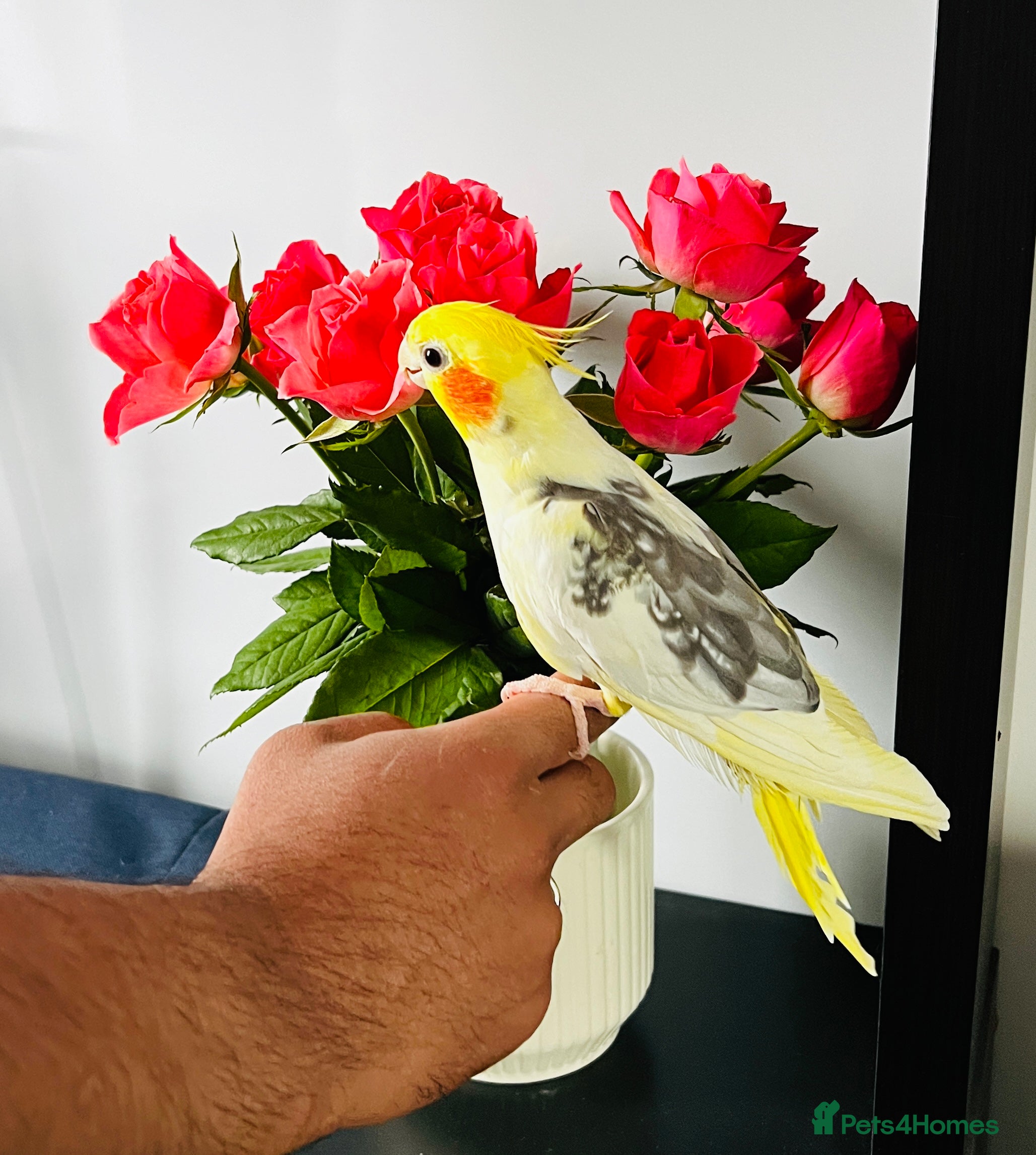 Cockatiels birds Tame cockatiels for New Home - Advert 12